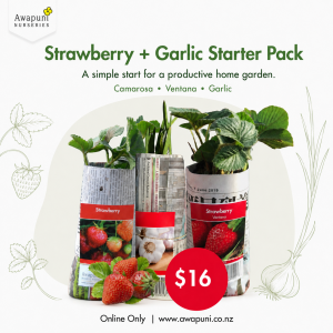 Strawberry Combo 4
